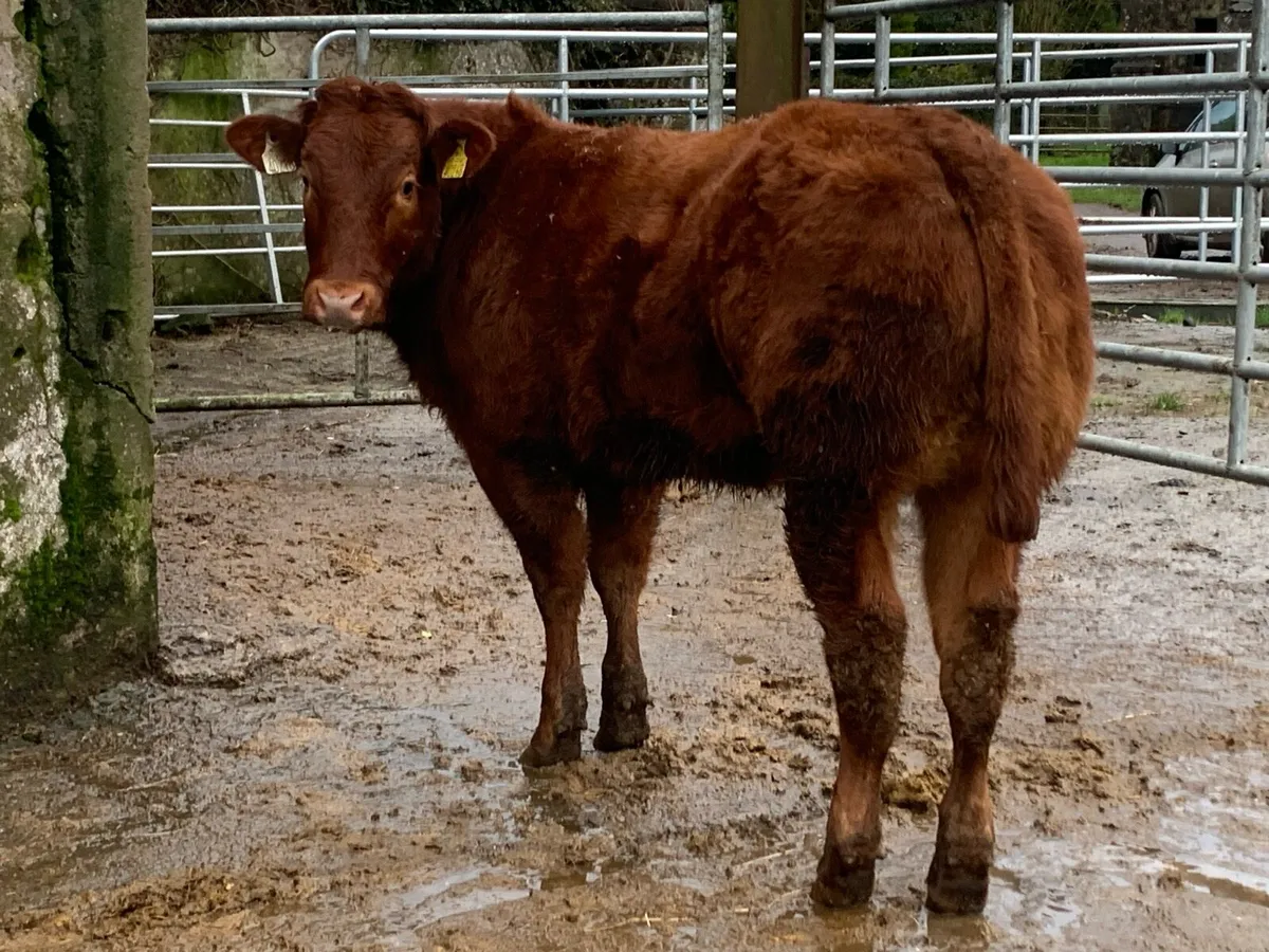 Super ice cream bred heifer - Image 2