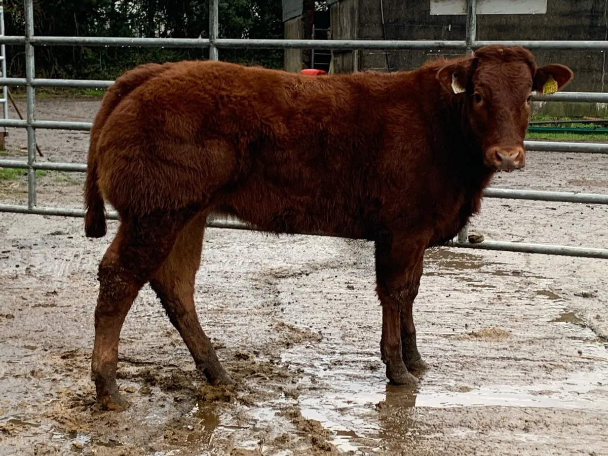 Super ice cream bred heifer - Image 3