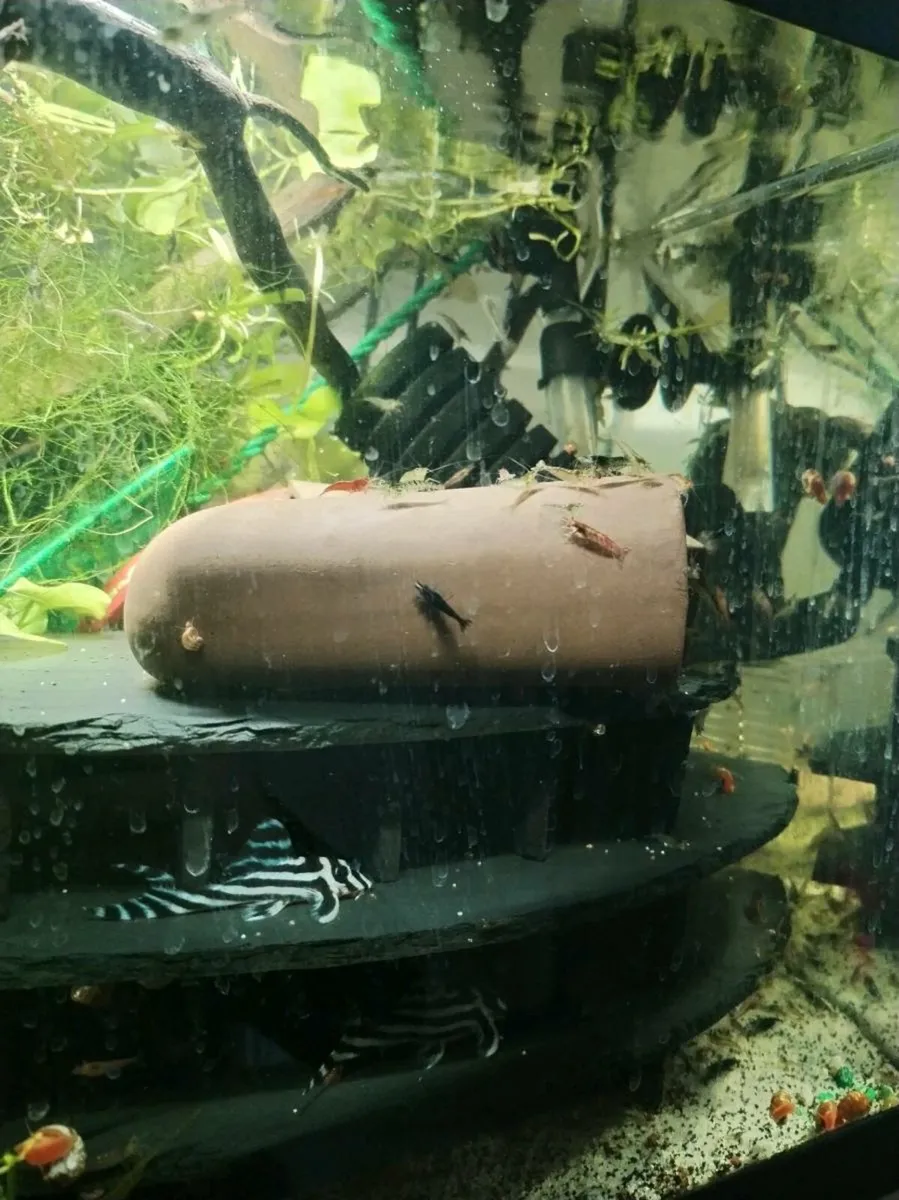 neocardina shrimp 40for40, 16 Angelfish, tanks - Image 1