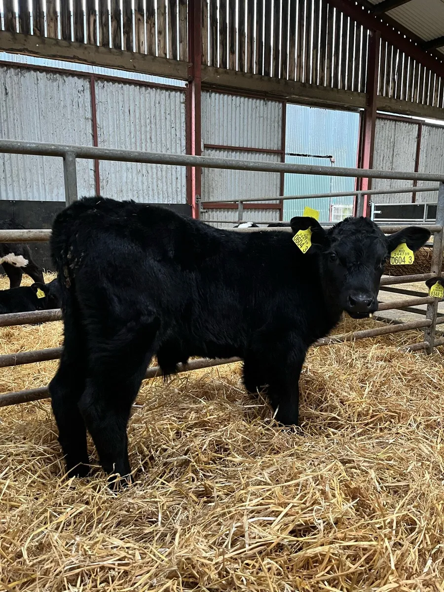 7 Quality Bulls - Image 1