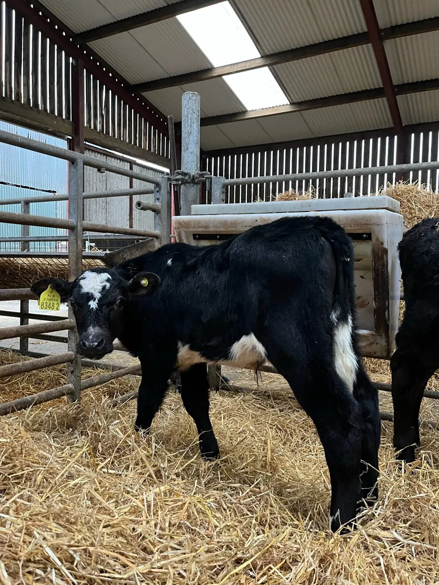 7 Quality Bulls - Image 2