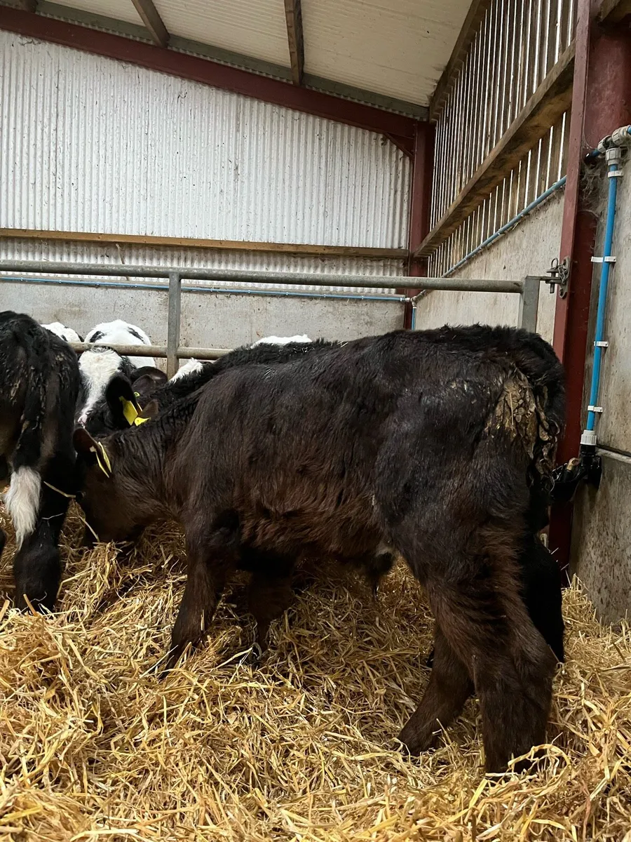 7 Quality Bulls - Image 3