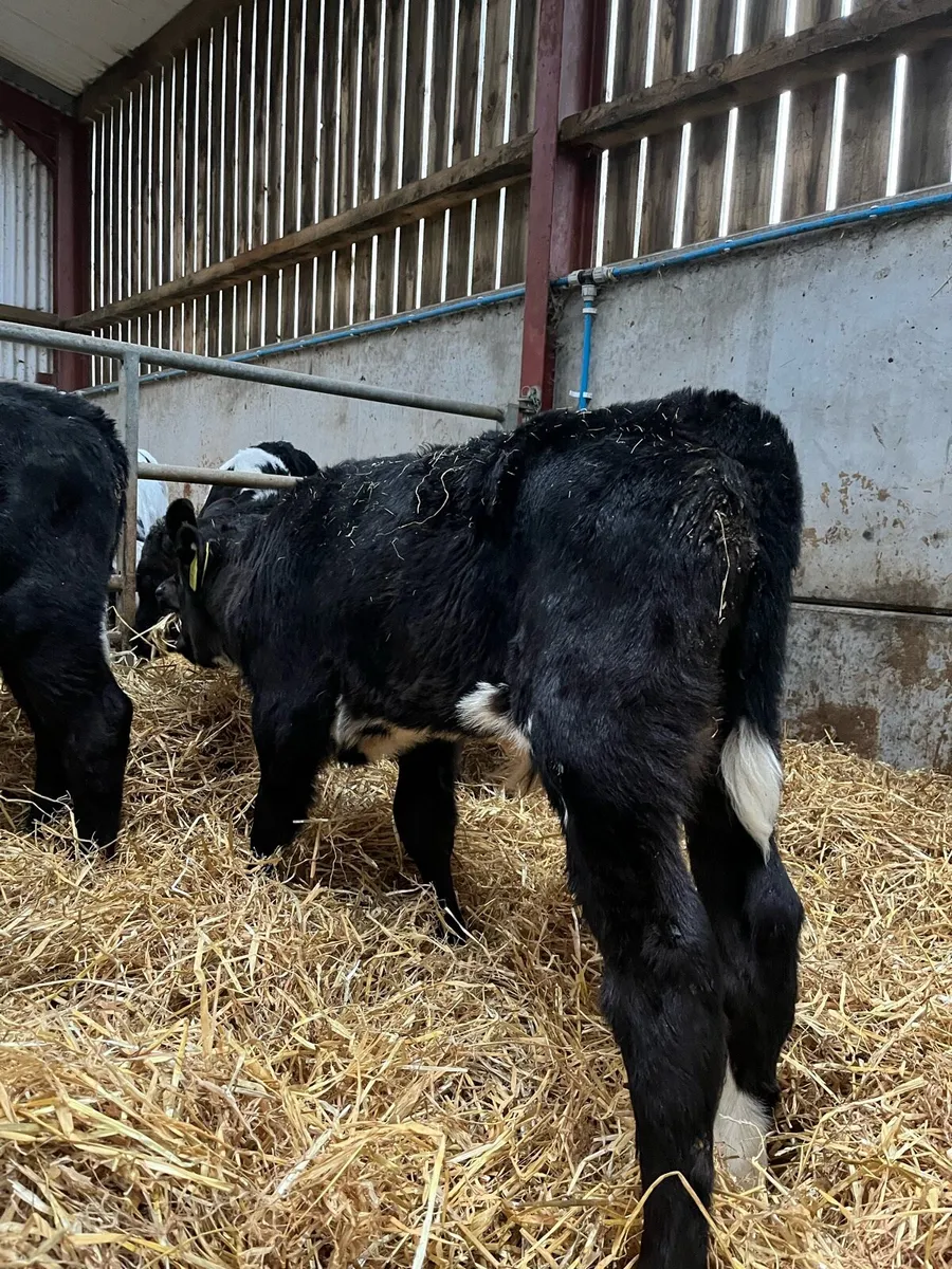 7 Quality Bulls - Image 4