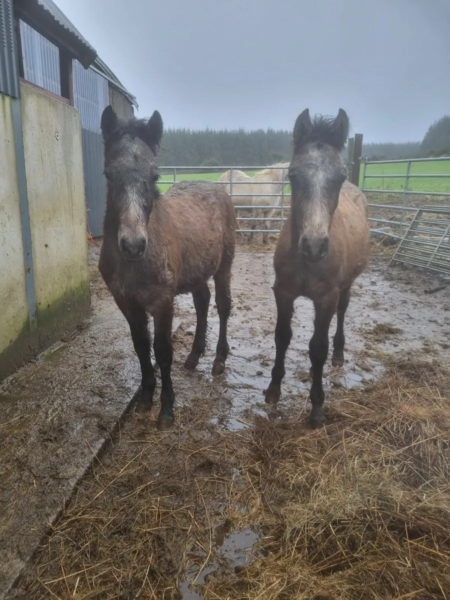 Connemara colt Foals