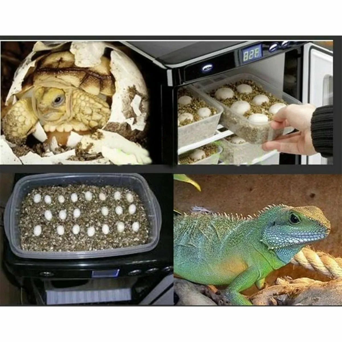 25L Reptile Egg Incubator with Digital Temperature - Image 3