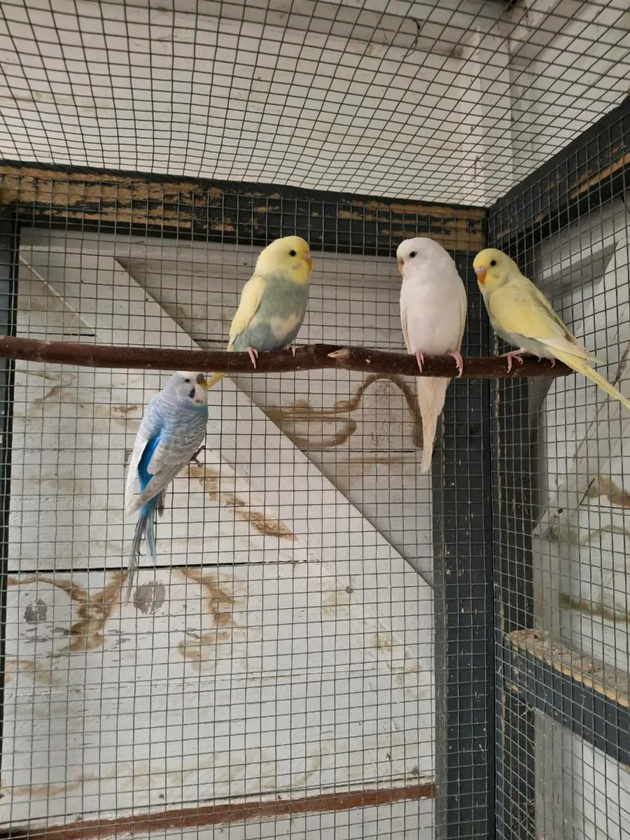 Budgies - Image 1