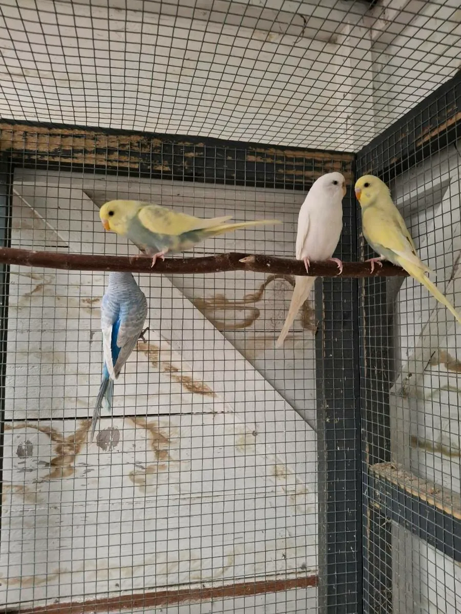 Budgies - Image 2