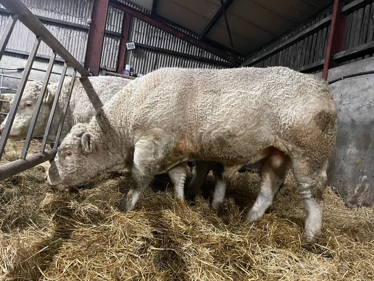 5🌟 PBR Charolais Bulls - Image 1