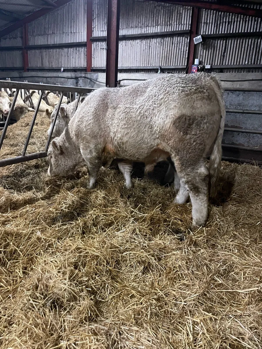 5🌟 PBR Charolais Bulls - Image 2