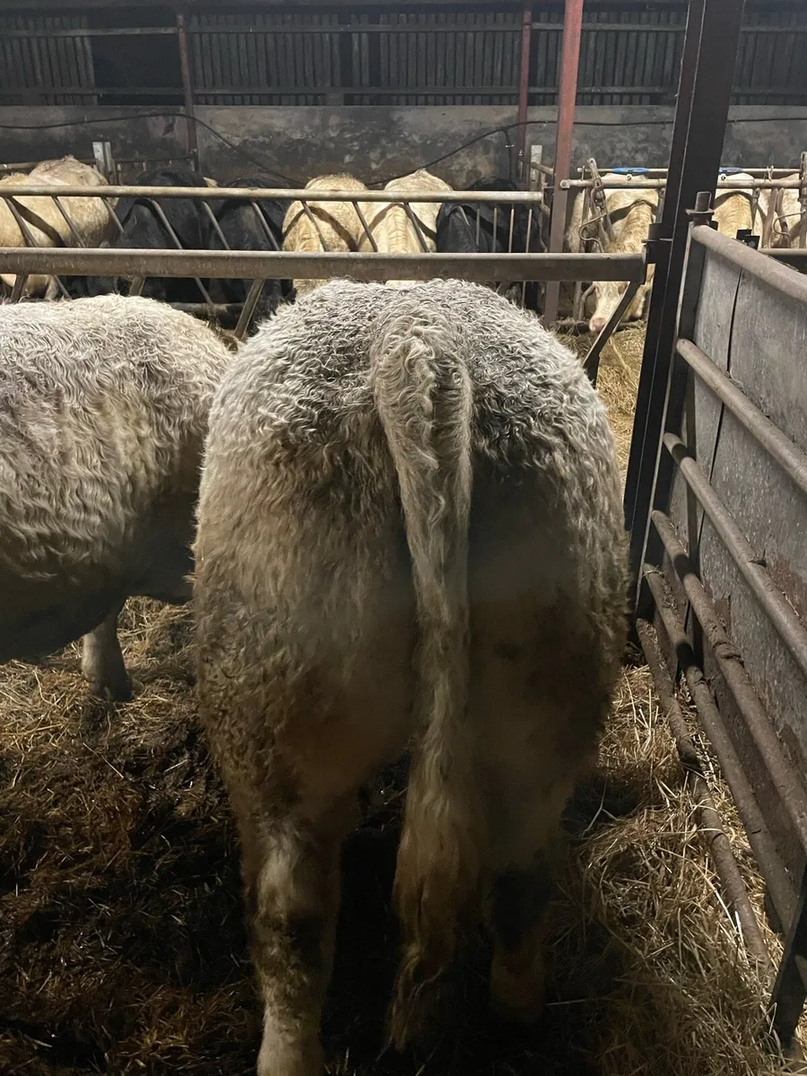 5🌟 PBR Charolais Bulls - Image 4