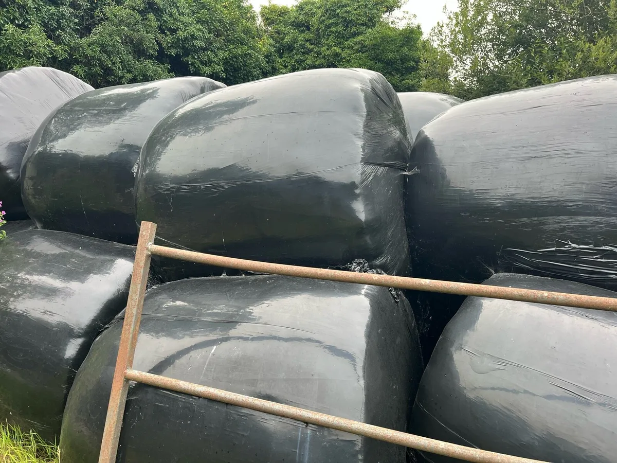 Bales of silage - Image 2