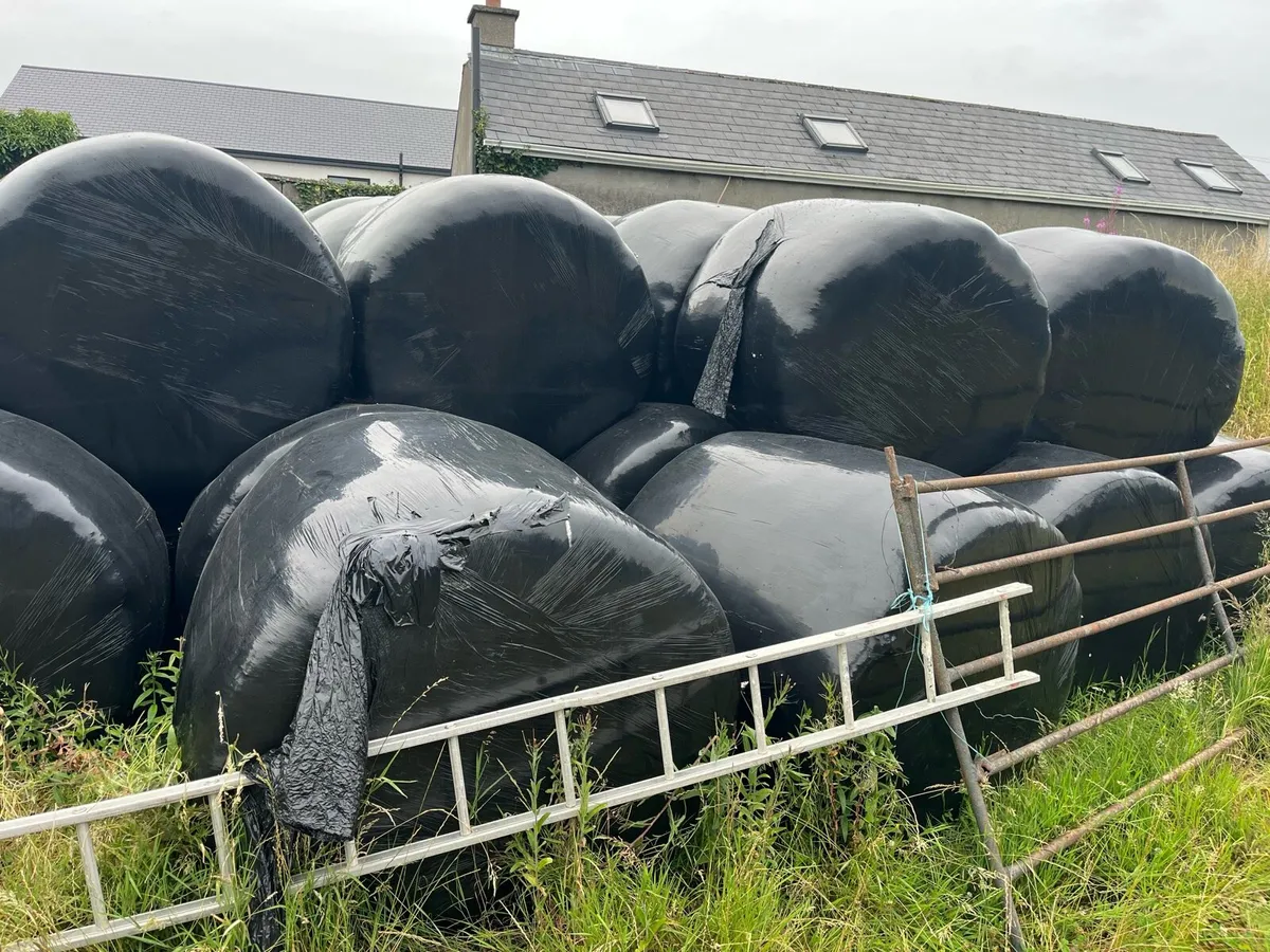 Bales of silage - Image 3