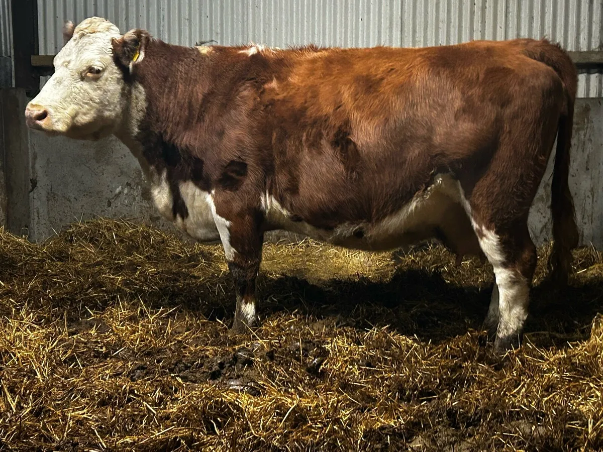 In-Calf Cow Time Up In 5 Weeks to PB CH Bull - Image 1