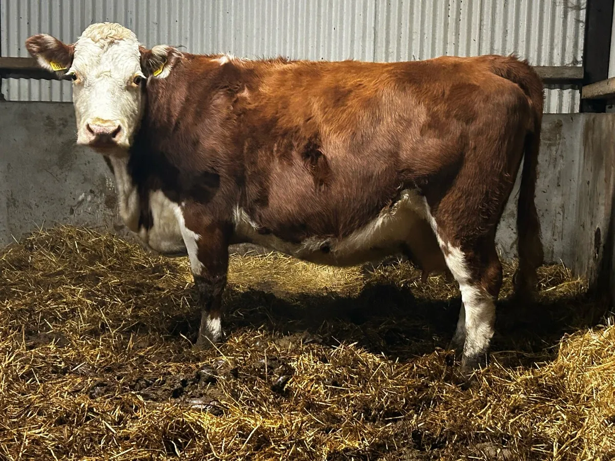 In-Calf Cow Time Up In 5 Weeks to PB CH Bull - Image 2