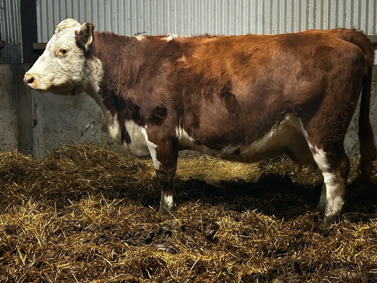 In-Calf Cow Time Up In 5 Weeks to PB CH Bull - Image 4