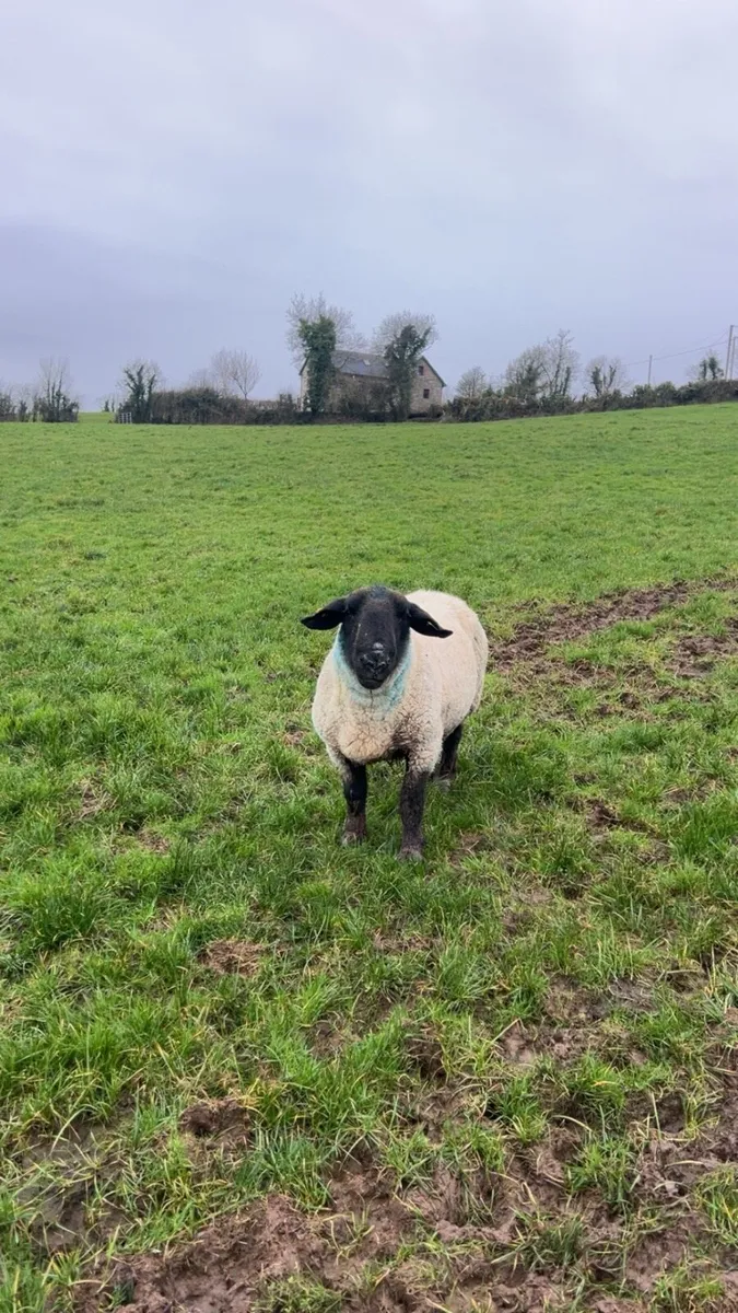 PBNR Suffolk ram - Image 1