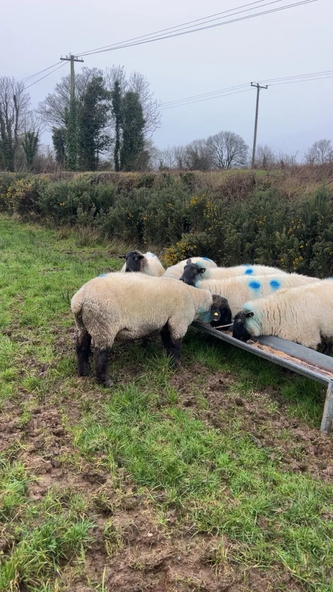 PBNR Suffolk ram - Image 2