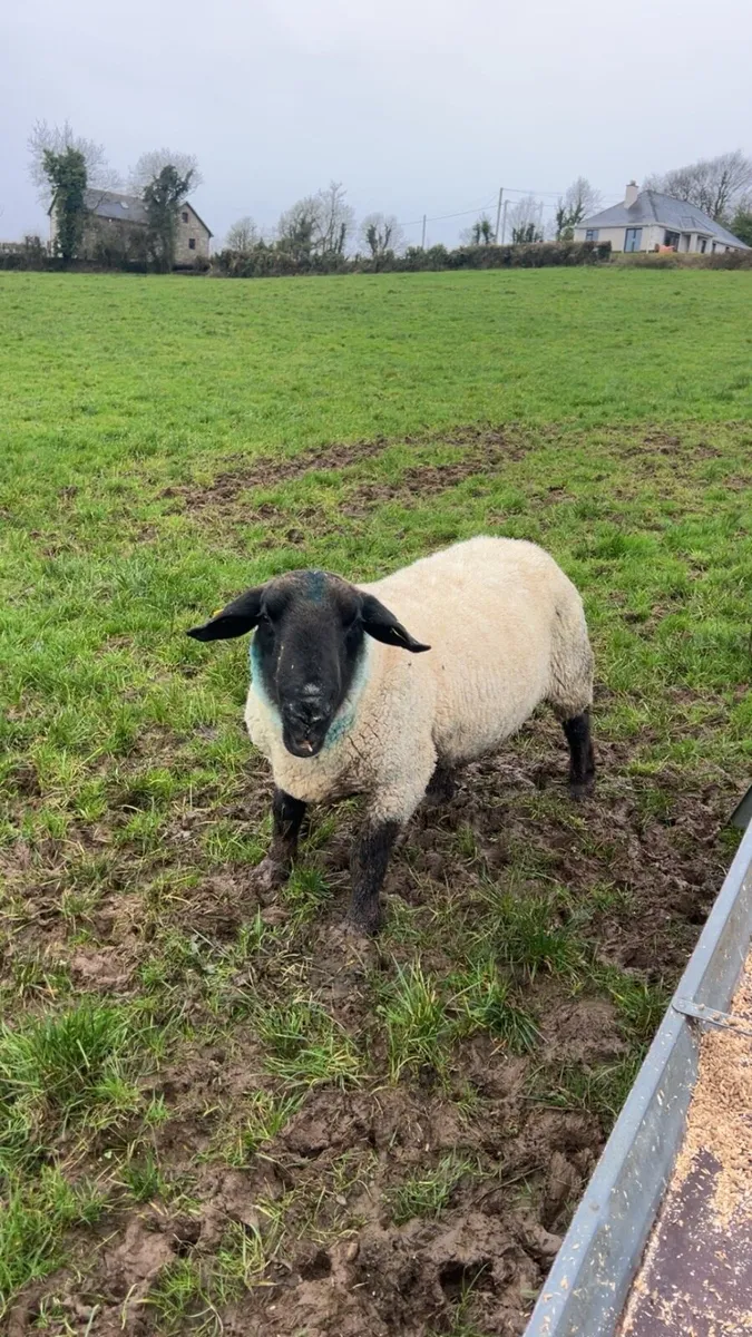 PBNR Suffolk ram - Image 3