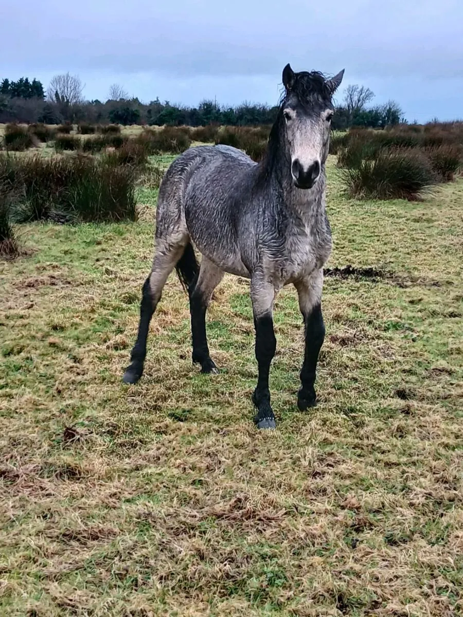 CONNEMARA COLTS - Image 2