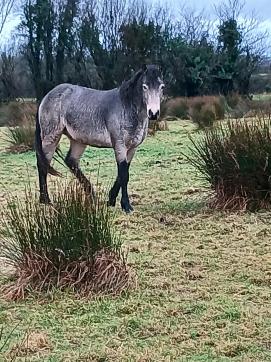 CONNEMARA COLTS - Image 1