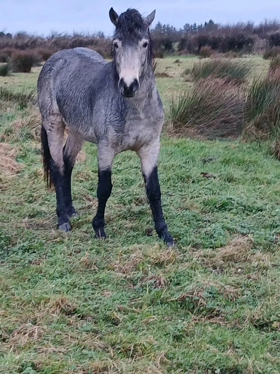 CONNEMARA COLTS - Image 3