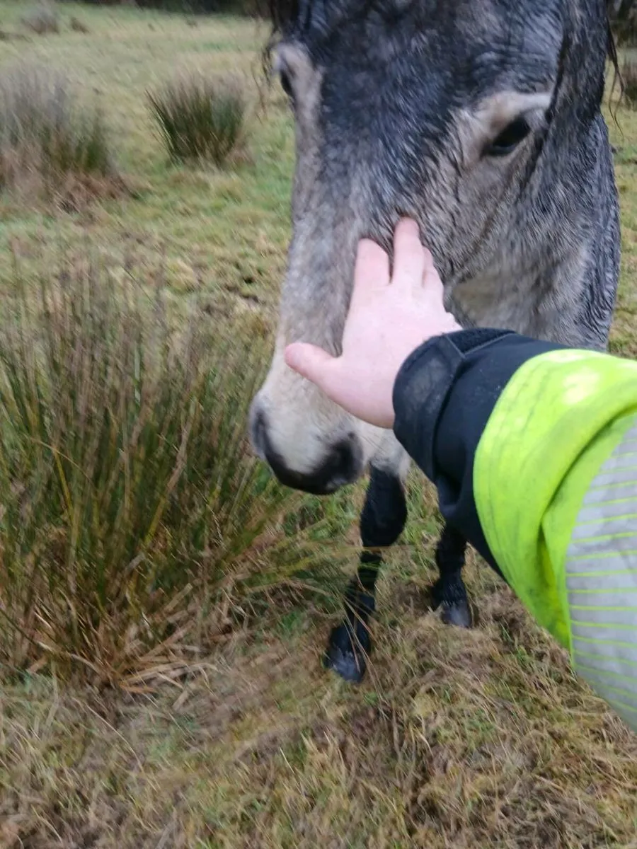 CONNEMARA COLTS - Image 4