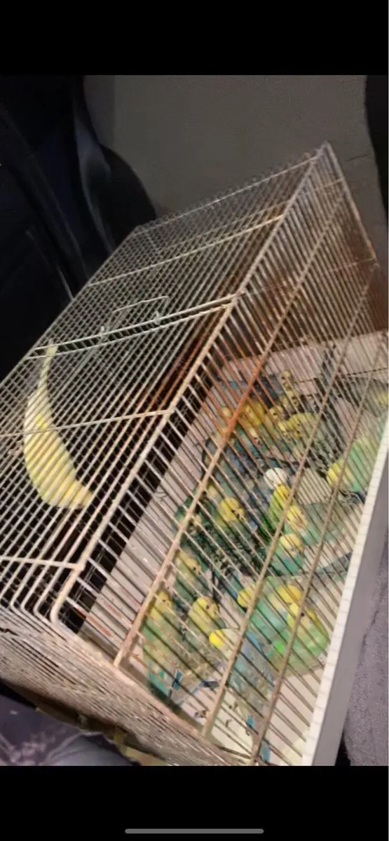 Budgies &lovebirds - Image 1