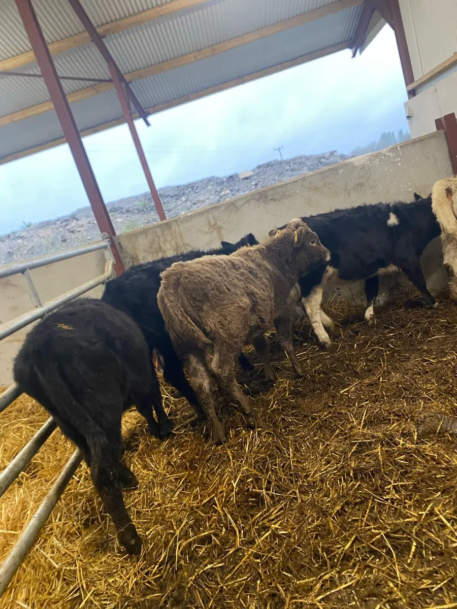 5 Angus and charlaois heifers - Image 2