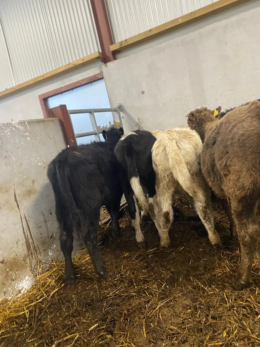 5 Angus and charlaois heifers - Image 3