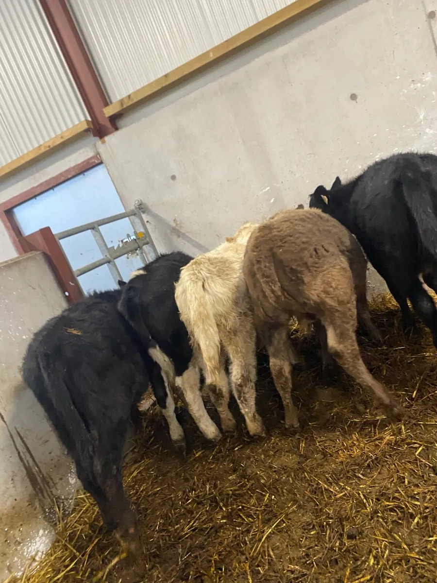 5 Angus and charlaois heifers - Image 4