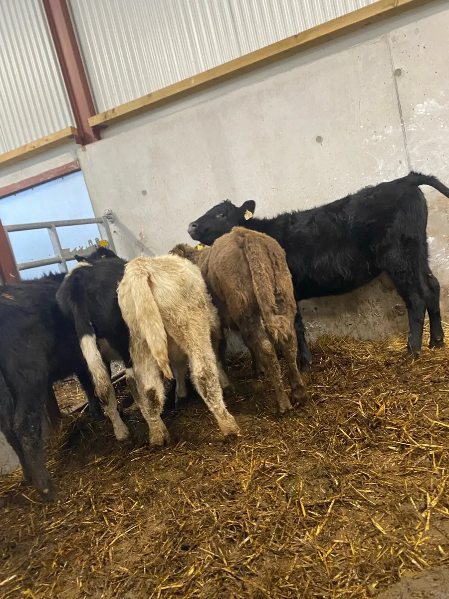 5 Angus and charlaois heifers - Image 1