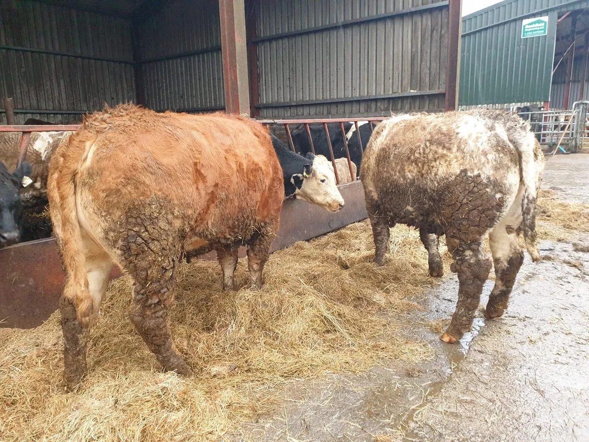 Beef going to Tullamore Mart 15/1 - Image 1