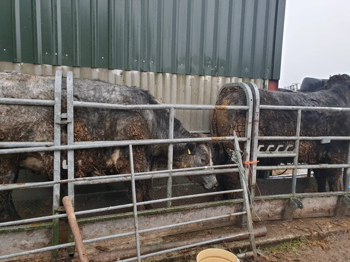 Beef going to Tullamore Mart 15/1 - Image 2