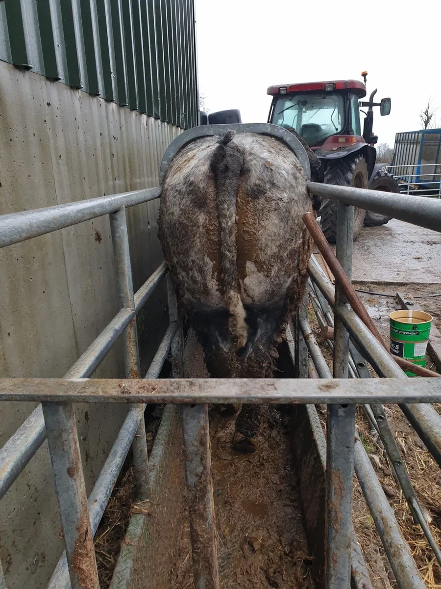 Beef going to Tullamore Mart 15/1 - Image 3