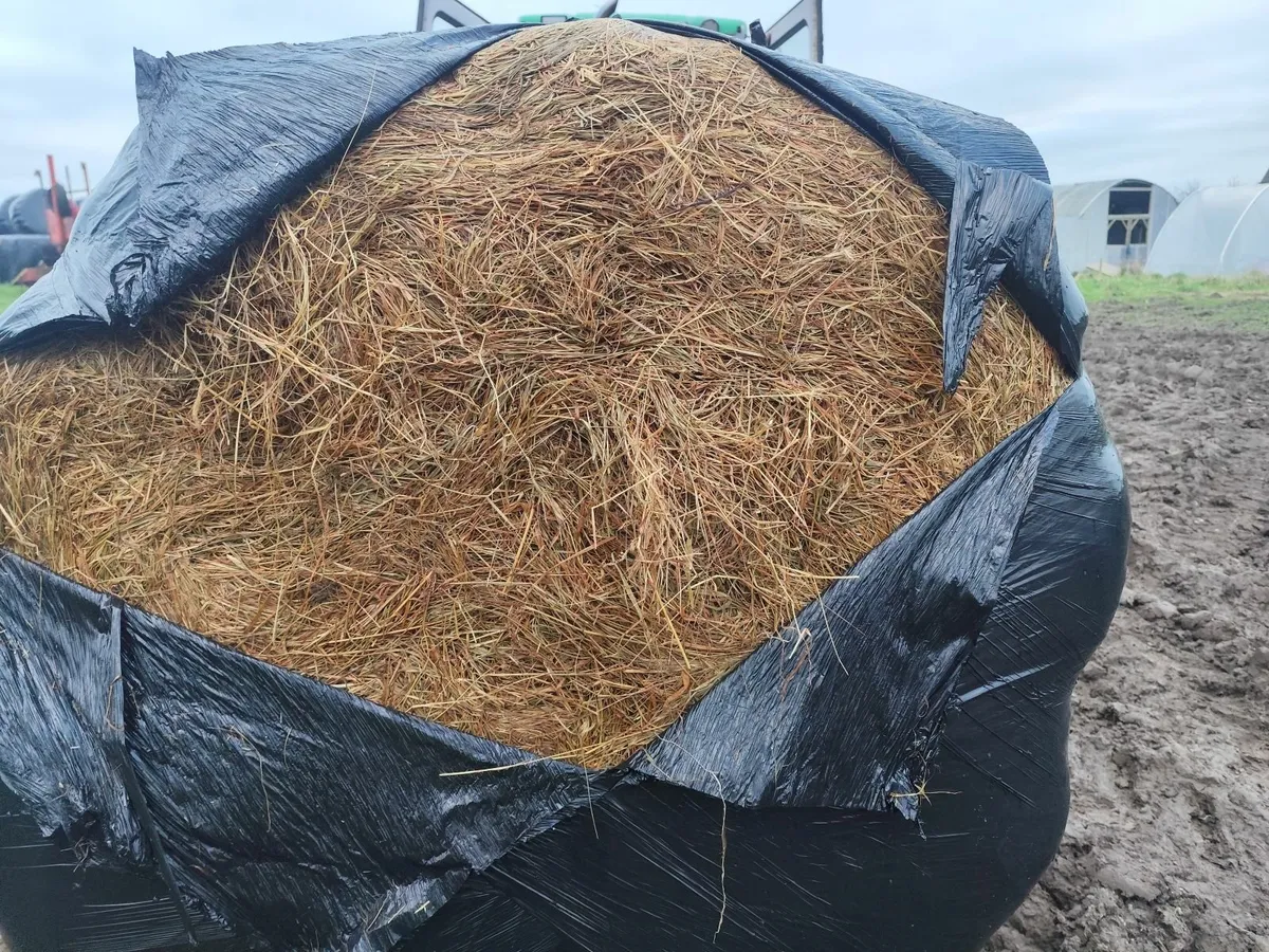 Haylage/Silage - Image 2