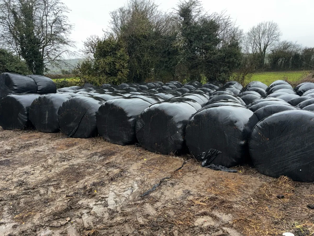 Silage bales - Image 2
