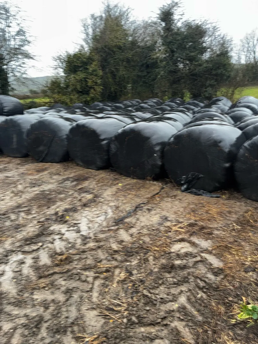 Silage bales - Image 3