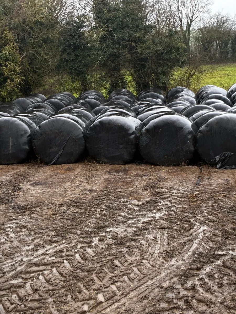 Silage bales - Image 4