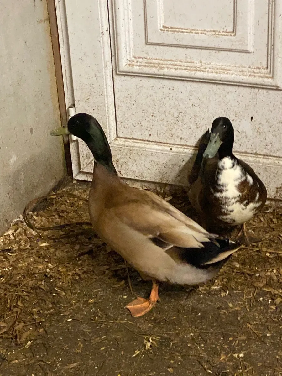 Drakes - Khaki Campbell & Khaki Cross - Image 4