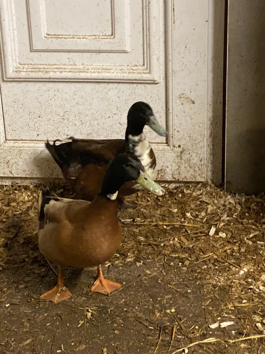 Drakes - Khaki Campbell & Khaki Cross - Image 1