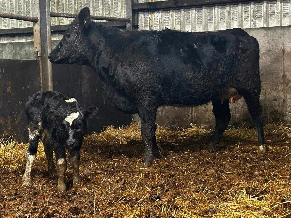 5 Star Angus Heifer & Angus Heifer Calf - Image 1