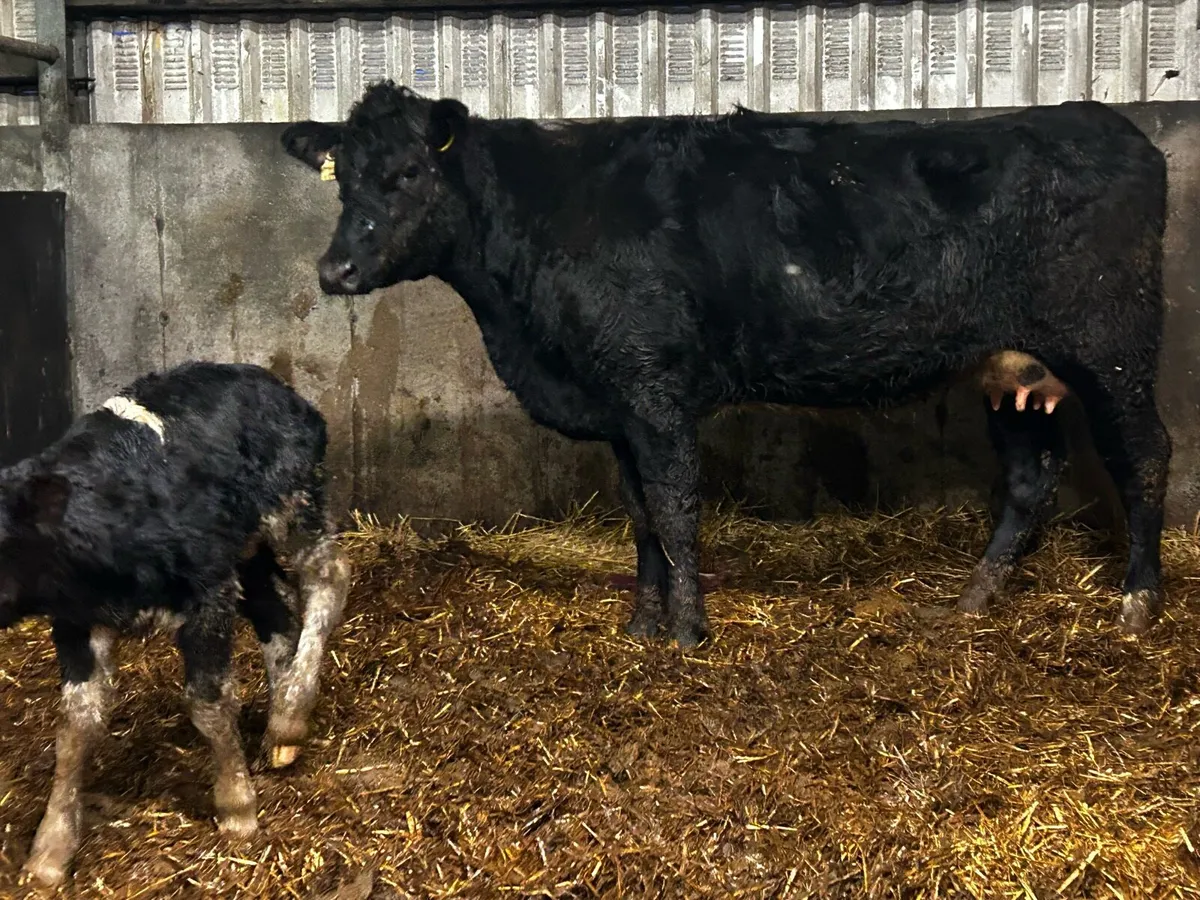 5 Star Angus Heifer & Angus Heifer Calf - Image 2