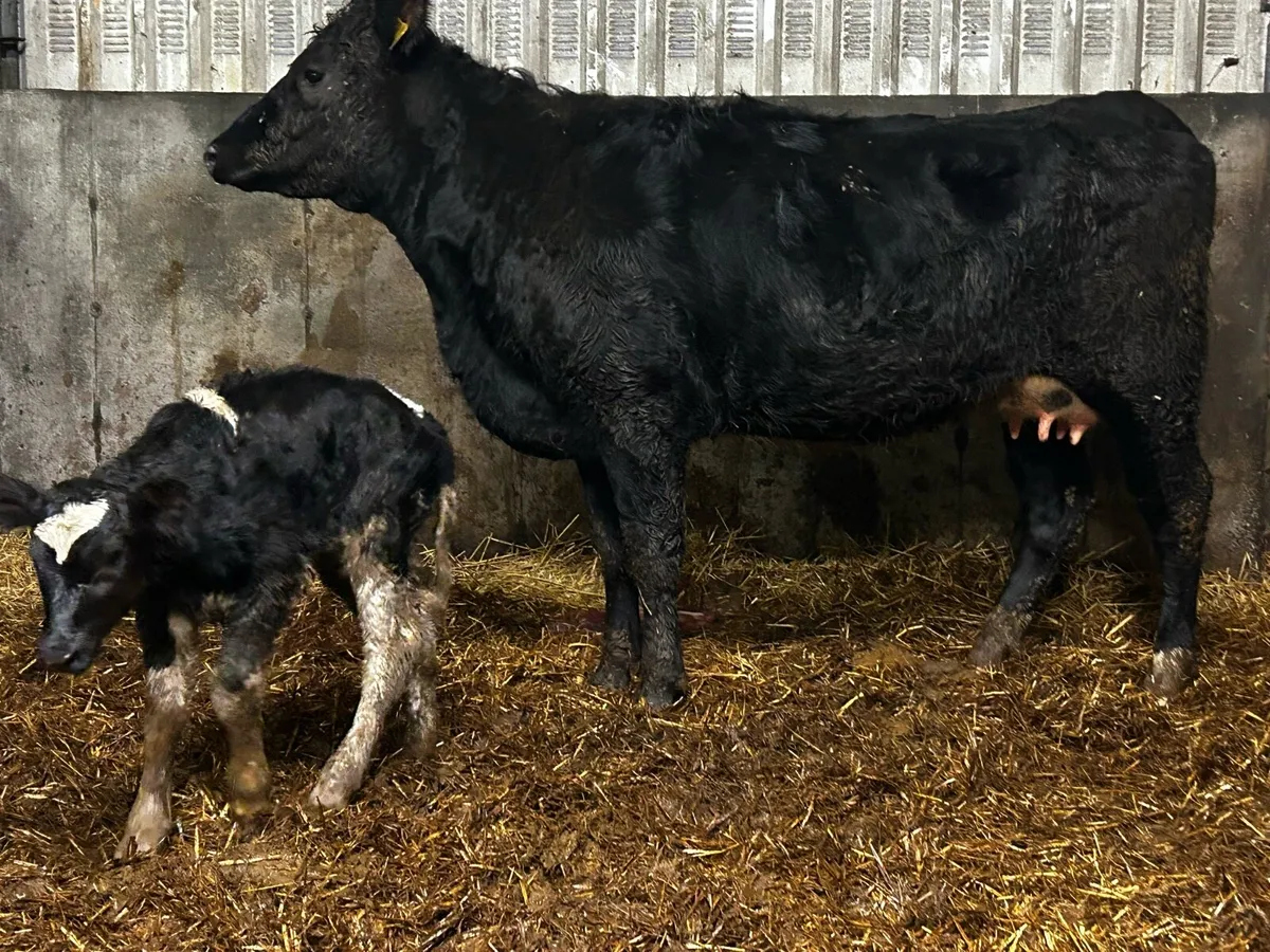5 Star Angus Heifer & Angus Heifer Calf - Image 4
