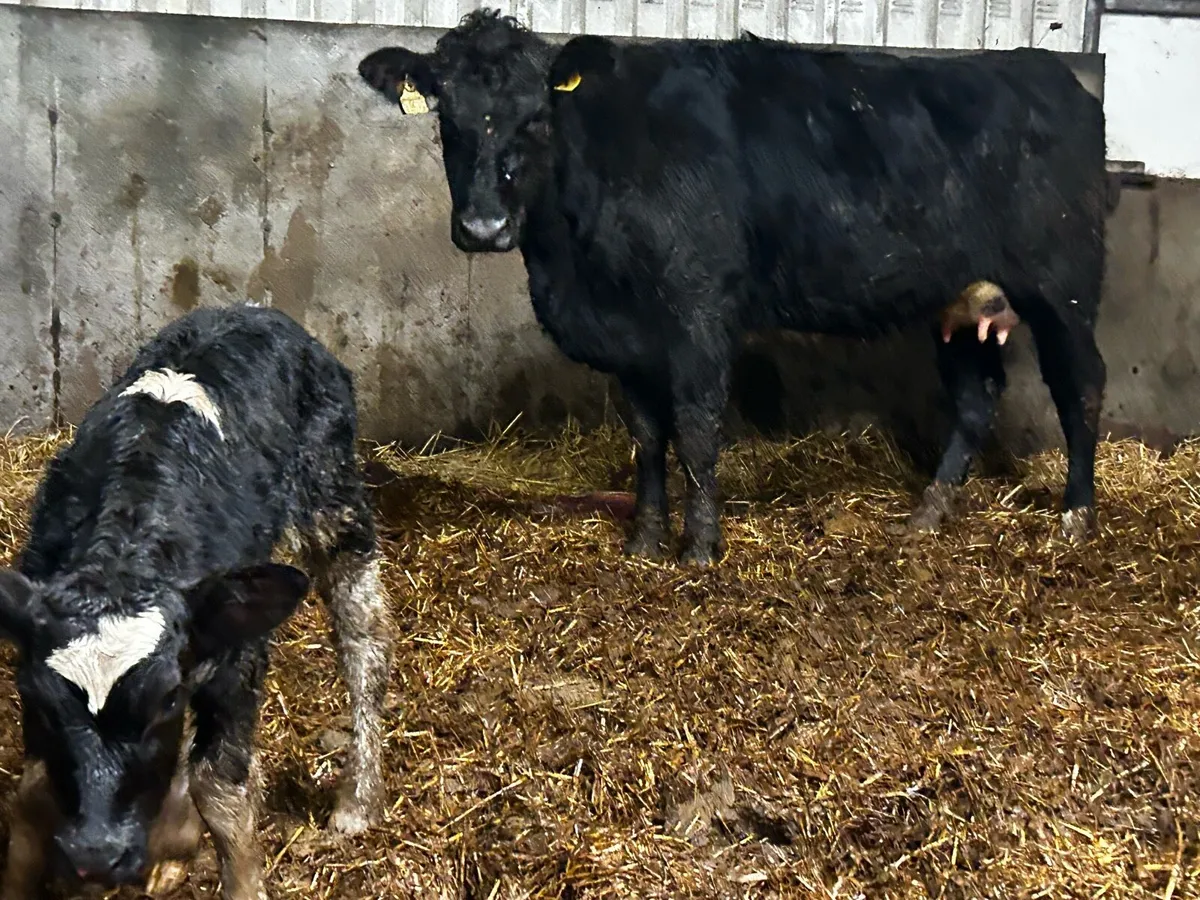 5 Star Angus Heifer & Angus Heifer Calf - Image 3