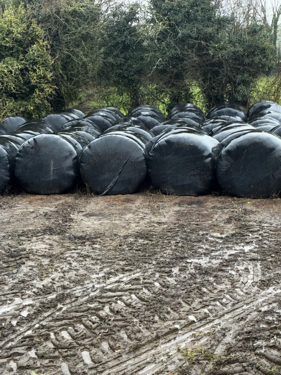 Silage bales - Image 1
