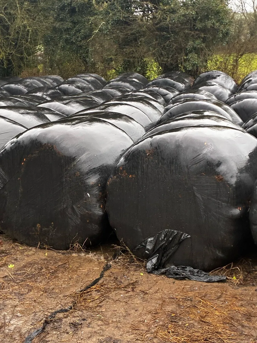 Silage bales - Image 4