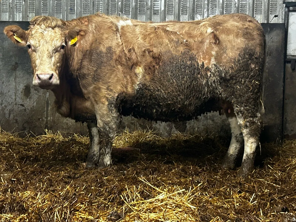 Super In-Calf Charolais Heifer - Image 1