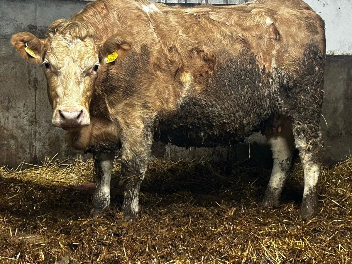 Super In-Calf Charolais Heifer - Image 2
