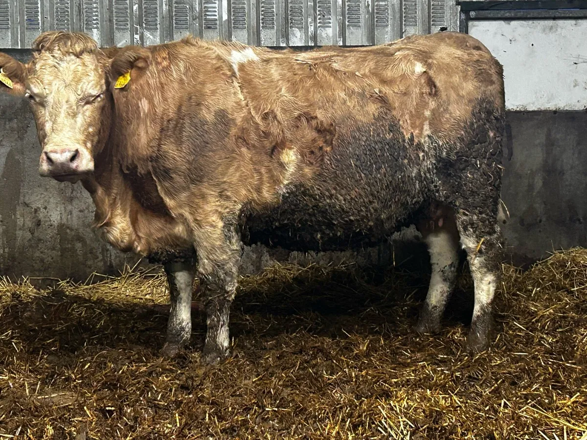 Super In-Calf Charolais Heifer - Image 4