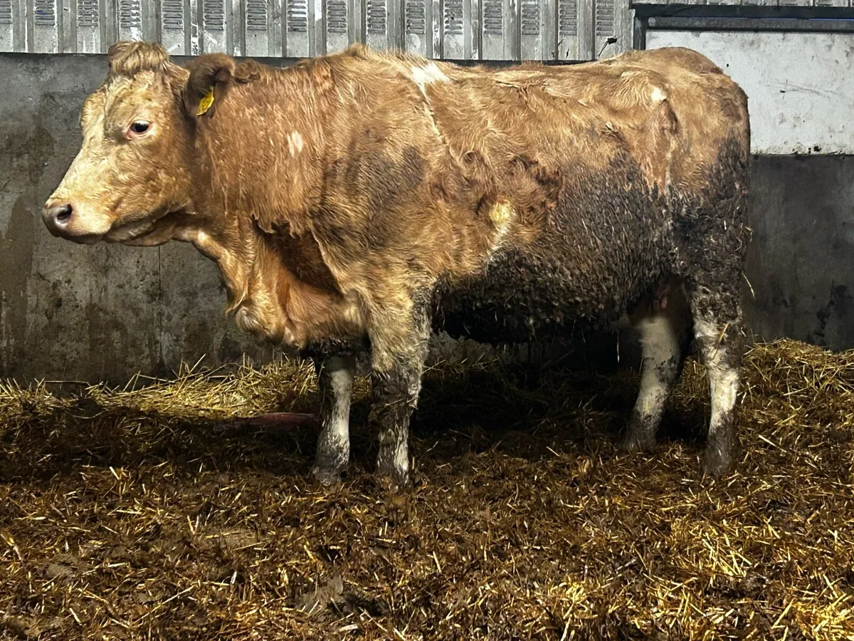 Super In-Calf Charolais Heifer - Image 3